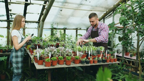 Discover top plant identification tools with Plant Me